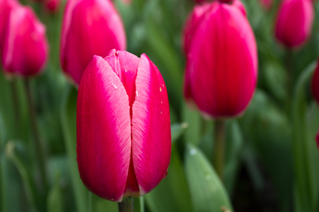 Keukenhof: Dutch Tulip Festival