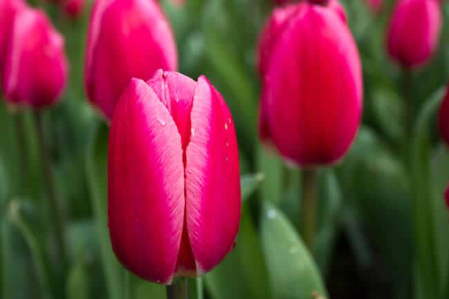 Perfect Pink Tulip Perfect Pink Tulip