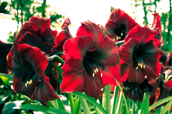 Large flowered hippeastrums Large flowered hippeastrums