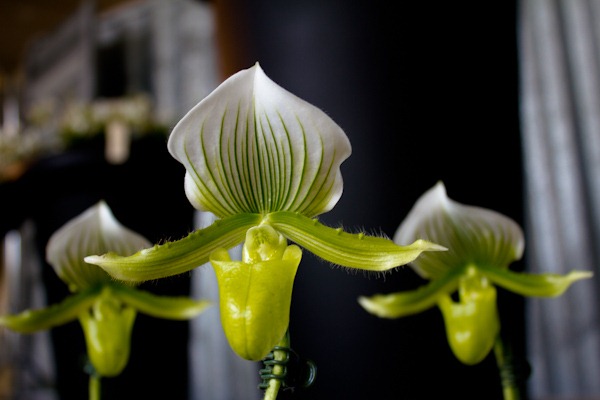 Unusual orchids Unusual orchids