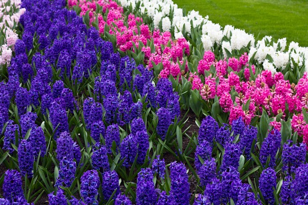 Beautifully scented hyacinths Beautifully scented hyacinths