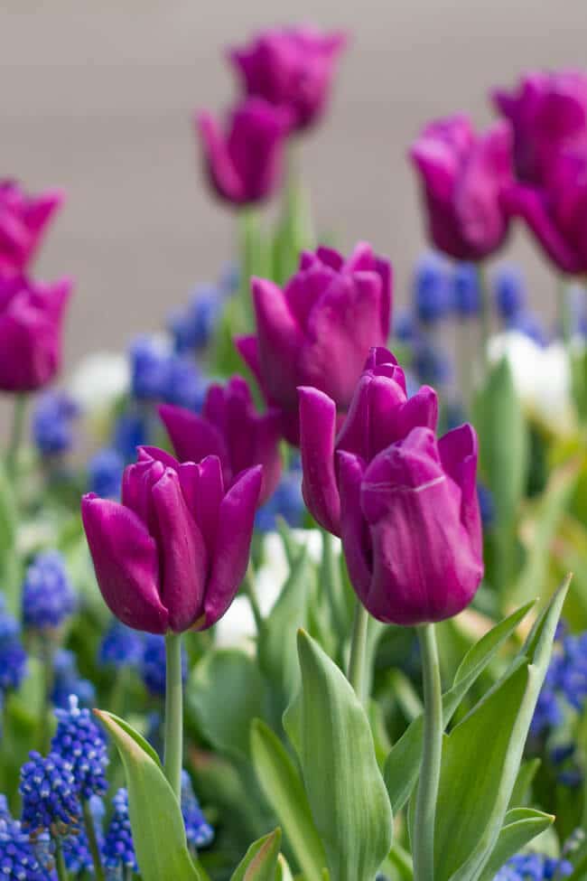 Tulips at Keukenhof in the Netherlands Tulips at Keukenhof in the Netherlands