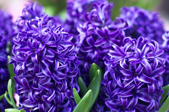Bright Purple Hyacinths Bright Purple Hyacinths
