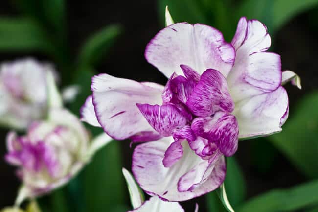 Soft Purple and White Tulip Soft Purple and White Tulip