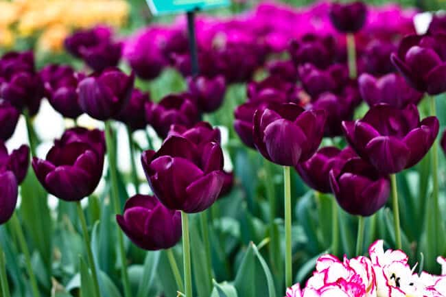 Deep Purple or Black Tulips Deep Purple or Black Tulips