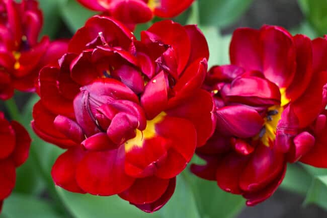 Deep Red Double Tulips Deep Red Double Tulips