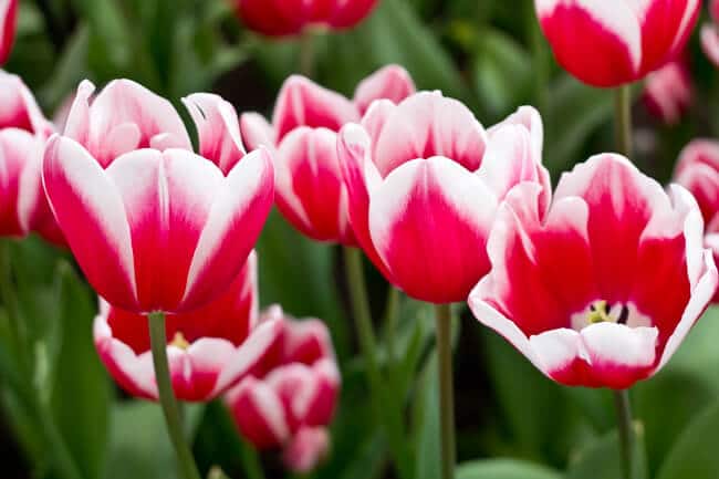 Pink and White Tall Tulips Pink and White Tall Tulips