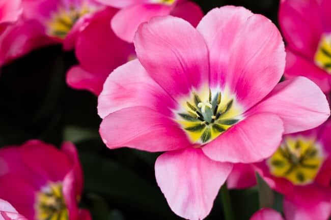 Open Yellow Centred Pink Tulip Open Yellow Centred Pink Tulip