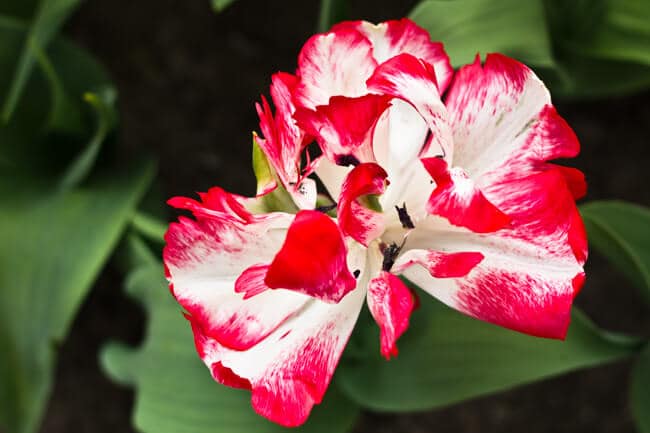 More Open Tulips! More Open Tulips!