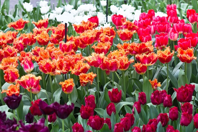 Keukenhof Tulip Garden Bed Keukenhof Tulip Garden Bed