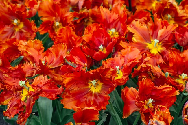 Orange Ruffled Tulips Orange Ruffled Tulips