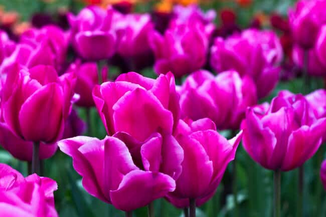 So Many Pink Tulips So Many Pink Tulips
