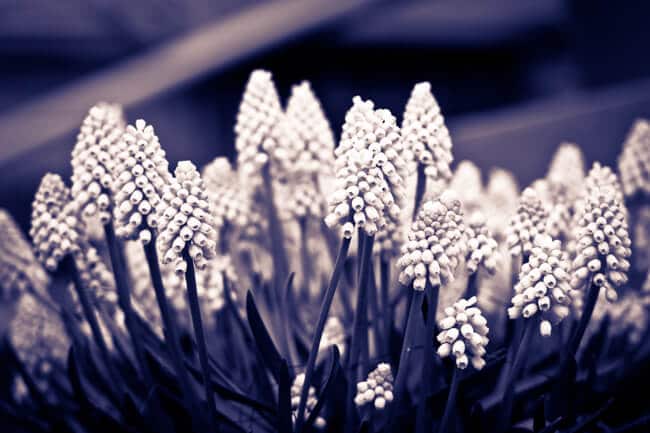 White Grape Hyacinths White Grape Hyacinths