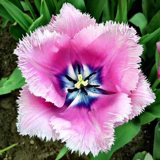 Feathered Tulip at Keukenhof Feathered Tulip at Keukenhof
