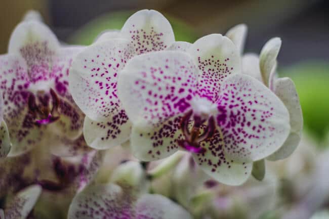 Keukenhof Pink Spotted Orchid Keukenhof Pink Spotted Orchid