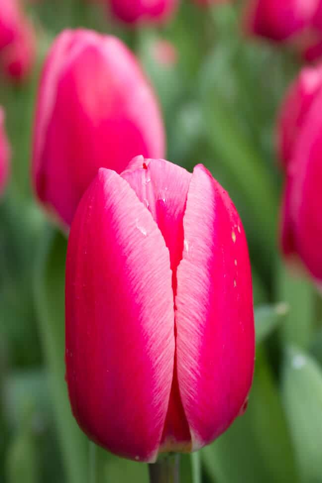 Keukenhof Pink Tulip Keukenhof Pink Tulip
