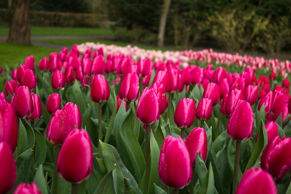 Tulips in early April Tulips in early April