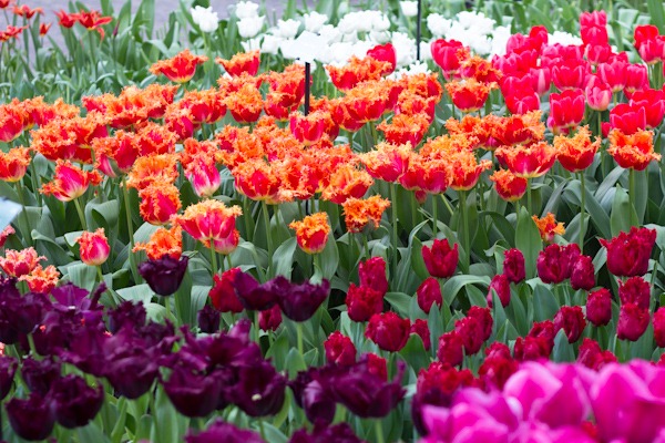 Keukenhof Tulip Festival Keukenhof Tulip Festival
