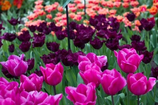 Keukenhof Tulip Pavilion Keukenhof Tulip Pavilion