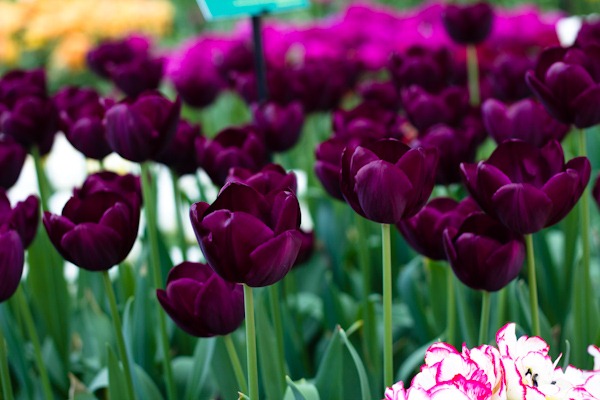 Tulips at Keukenhof