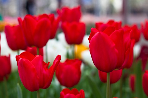 Vibrant Red Tulips Vibrant Red Tulips