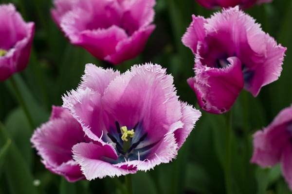The Prettiest Tulip at Keukenhof The Prettiest Tulip at Keukenhof