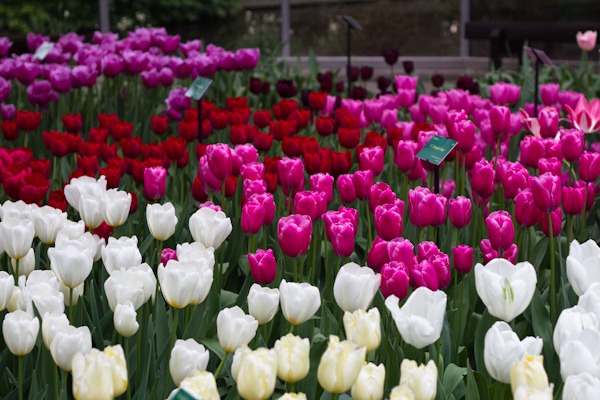 Unlimited Tulips Unlimited Tulips