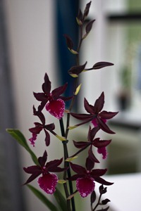 Keukenhof Orchid
