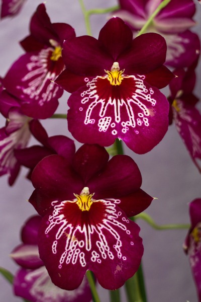 My Favourite Orchid at Keukenhof My Favourite Orchid at Keukenhof