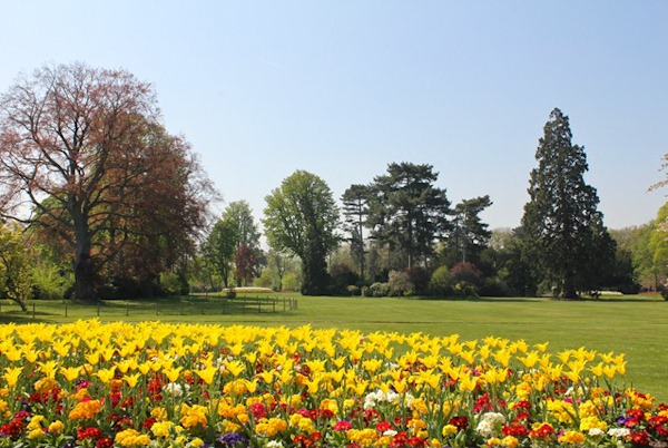 Spring Tulips Spring Tulips