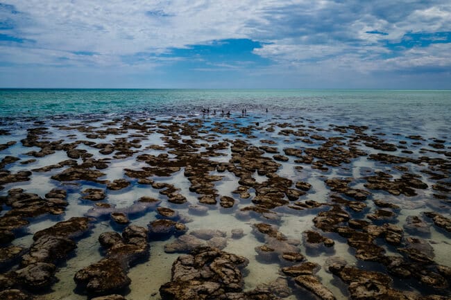 Stromatolites at Hamlin Bay Stromatolites at Hamlin Bay