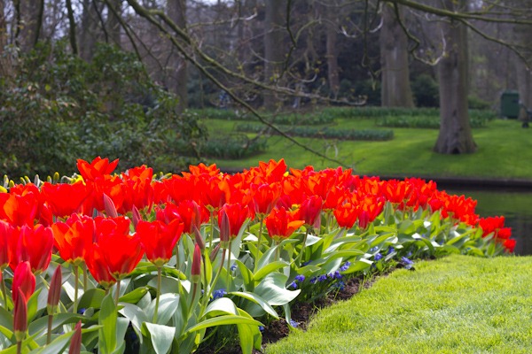 Pretty Tulip Garden Pretty Tulip Garden
