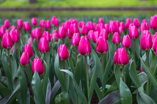 Pretty in Pink - Keukenhof Tulips Pretty in Pink - Keukenhof Tulips
